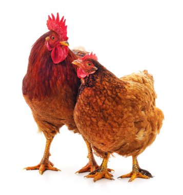 Kırmızı horoz ve tavuk.