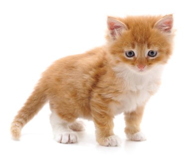 güzel kırmızı kedi.