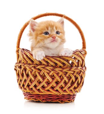 sepet içinde kedi yavrusu.