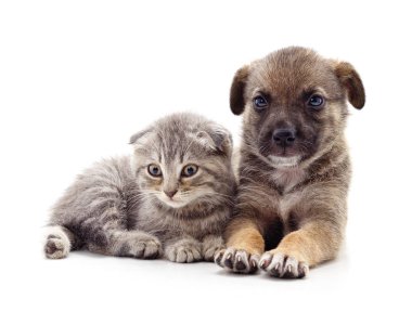 Yavru kedi ve köpek beyaz bir arkaplanda izole edilmiş..