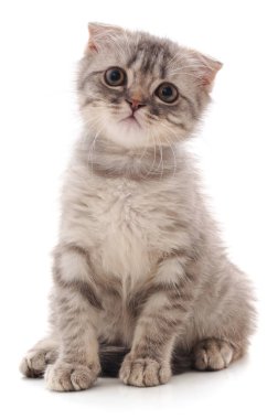 Beyaz bir arka planda izole edilmiş küçük bir kedi yavrusu..