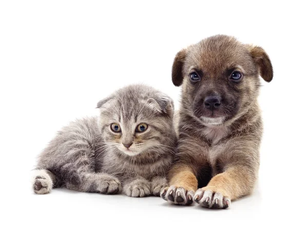 Yavru Kedi Köpek Beyaz Bir Arkaplanda Izole Edilmiş — Stok fotoğraf