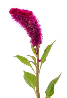 Beyaz bir arka planda izole edilmiş güzel bir çalılık..