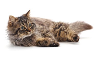 Güzel kahverengi kedi beyaz bir arka planda izole edilmiş..