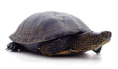 Beyaz arka planda yabani siyah kaplumbağa..