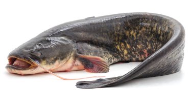 Beyaz arka planda izole edilmiş bir yayın balığı..