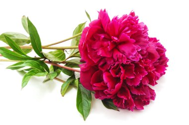 Bir buket şakayık beyaz arka planda izole edilmiş..