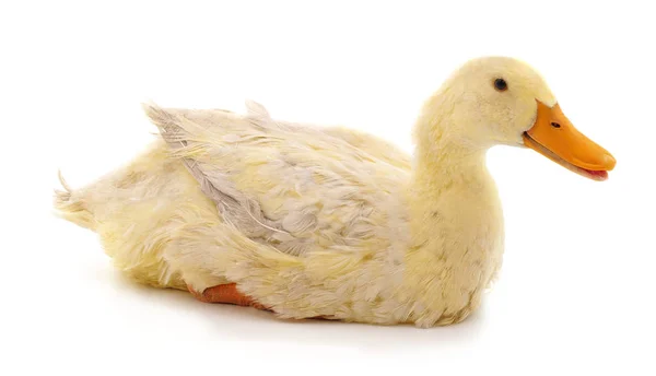 Eine Weiße Ente Isoliert Auf Weißem Hintergrund — Stockfoto