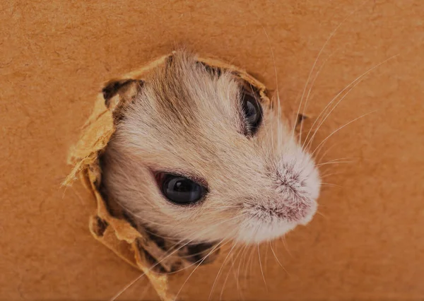 Hamster Branco Buraco Uma Caixa Papelão — Fotografia de Stock