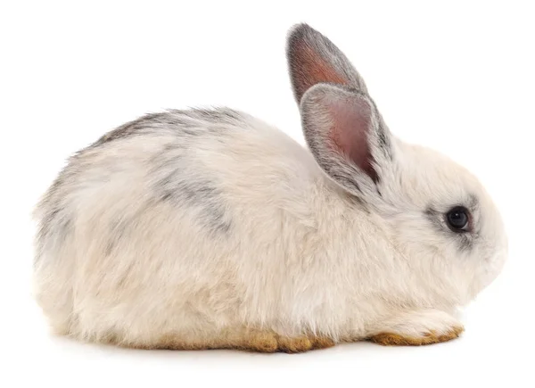 白い背景に隔離された白いウサギ1羽 — ストック写真