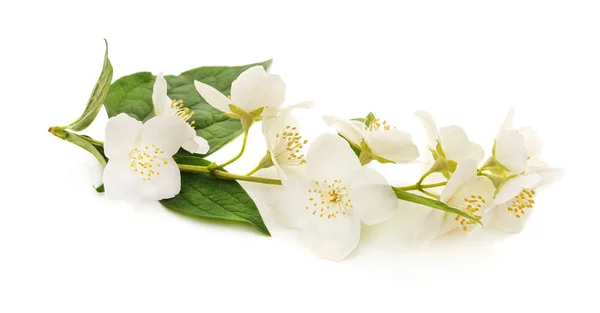 Κλαδί Γιασεμιού Άνθη Απομονωμένα Λευκό Φόντο — Φωτογραφία Αρχείου