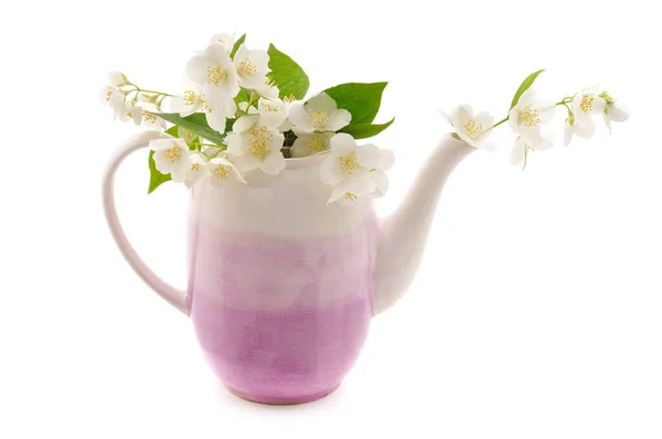 Jasminblüten Wasserkocher Isoliert Auf Weißem Hintergrund — Stockfoto