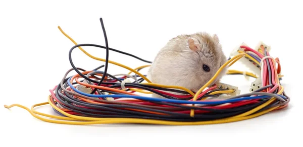 Hamster Bita Kabel Isolerad Vit Bakgrund — Stockfoto
