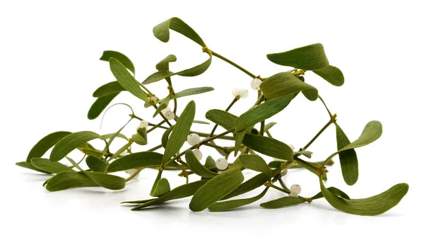 Grüne Mistel Mit Beeren Isoliert Auf Weißem Hintergrund — Stockfoto