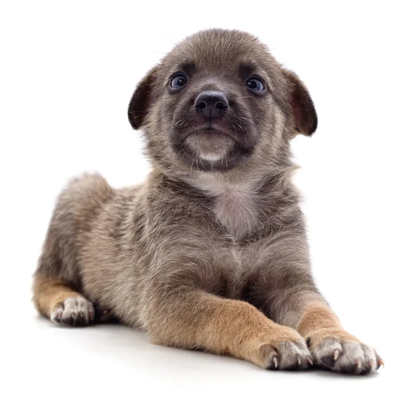 Bruine Mooie Puppy Geïsoleerd Een Witte Achtergrond — Stockfoto