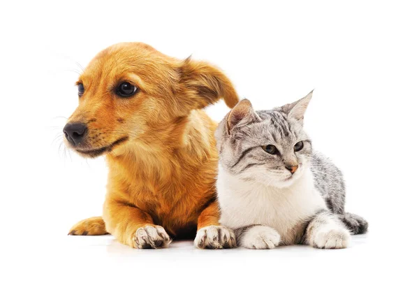 Yavru kedi ve köpek beyaz bir arkaplanda izole edilmiş..