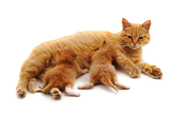 Gato Alimenta Gatitos Aislados Sobre Fondo Blanco — Foto de Stock