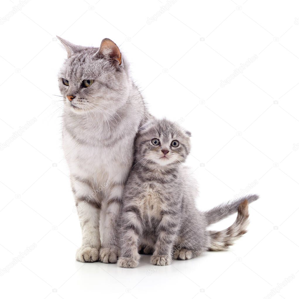 Mom cat with kitten isolated on a white background.