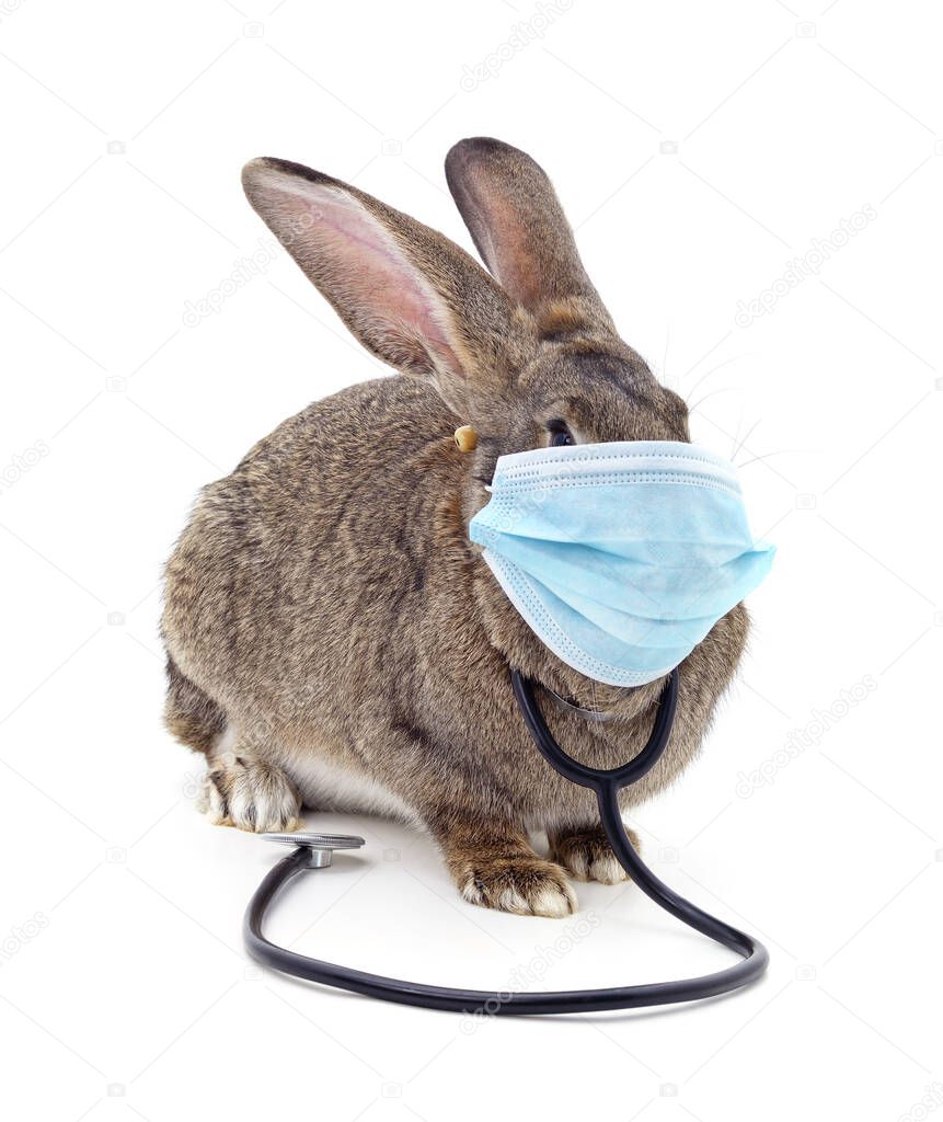 Rabbit in medical mask isolated on a white background.