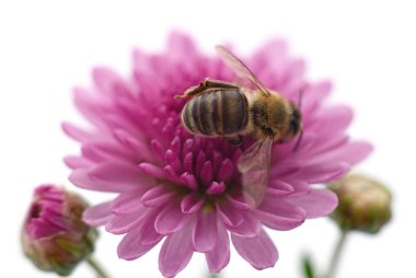 Pembe çiçeklerdeki arı beyaz arka planda izole edilmiş..