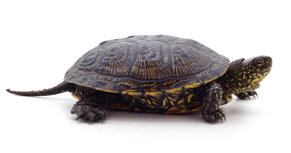 Beyaz Arka Planda Yabani Siyah Kaplumbağa — Stok fotoğraf