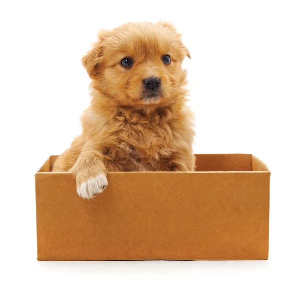 Brown Puppy Box Isolated White Background — Stock Photo, Image