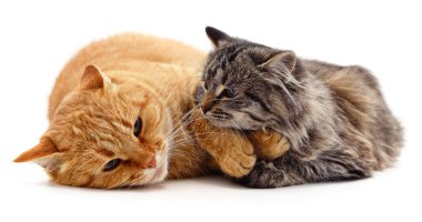 Gri ve kırmızı kedi beyaz arka planda izole edilmiş.