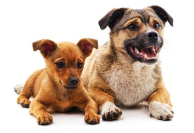 Köpek ve beyaz bir arka plan üzerinde izole köpek yavrusu.
