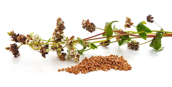 Fioritura Grano Saraceno Con Foglie Isolate Fondo Bianco — Foto Stock