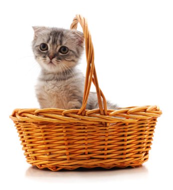 Beyaz arka planda izole edilmiş sepetteki kedi yavrusu..