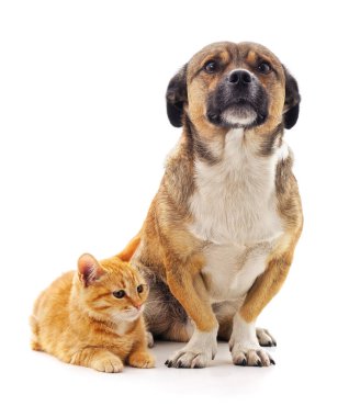 Yavru kedi ve köpek beyaz bir arkaplanda izole edilmiş..