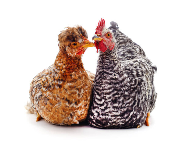 Rooster and hen isolated on a white background.