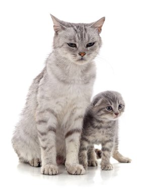 Beyaz arka planda kedisi olan kedi..