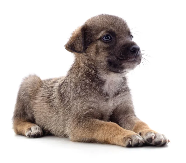 白い背景に隔離された茶色の美しい子犬 — ストック写真