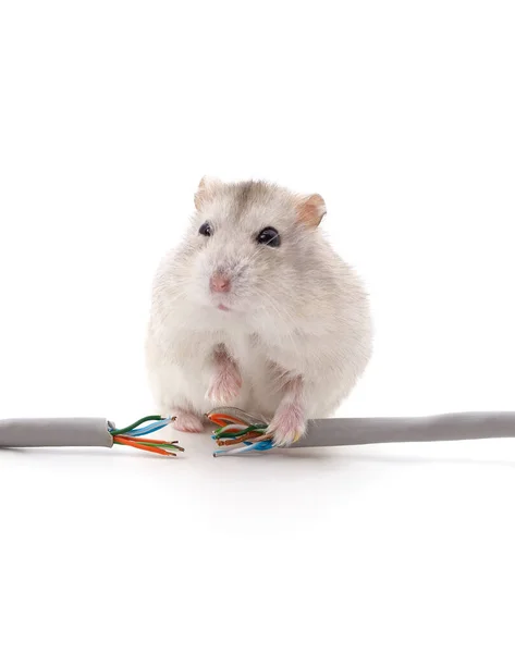 Beet Een Kabel Geïsoleerd Een Witte Achtergrond — Stockfoto