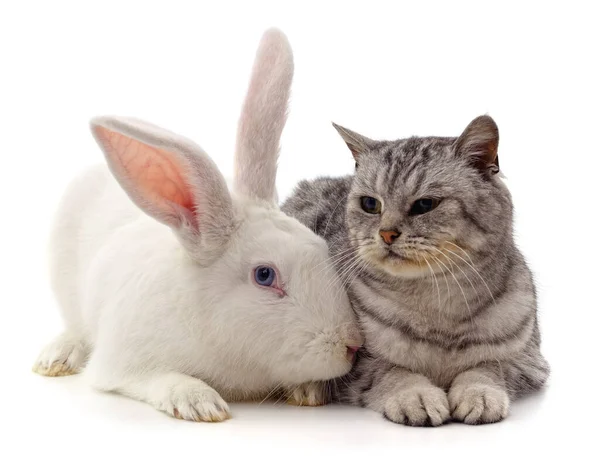 Cat and rabbit isolated on a white background.