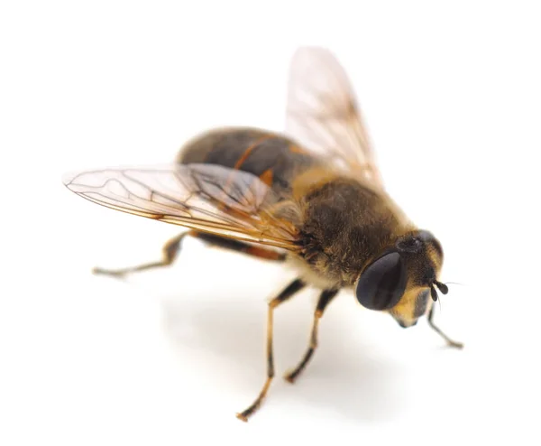 Eine Kleine Biene Isoliert Auf Weißem Hintergrund — Stockfoto