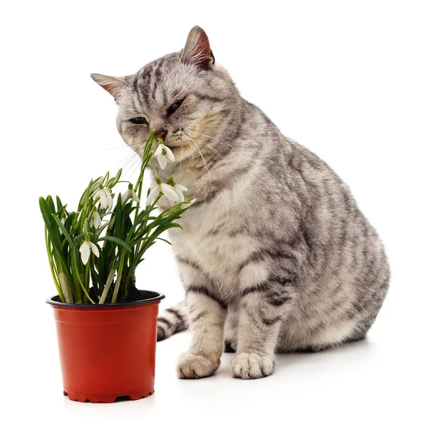 Cat Sniffing Snowdrops Isolated White Background — Stok Foto