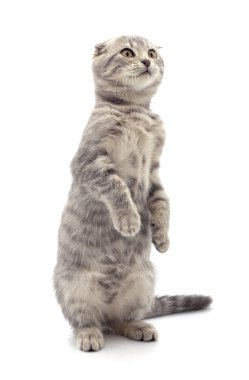 Beyaz bir arka planda izole edilmiş küçük bir kedi yavrusu..