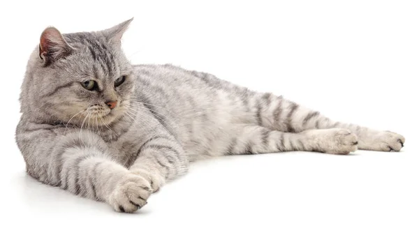 Grigio Bel Gatto Isolato Uno Sfondo Bianco — Foto Stock