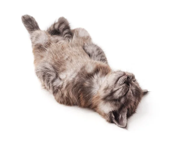 Cute kitten lies on his back and sleeping on a white background isolated.