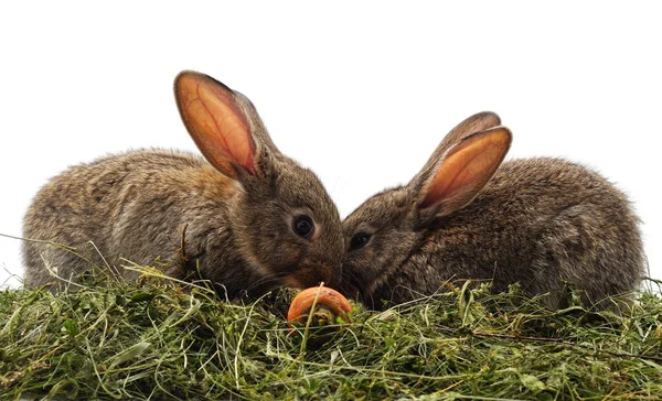白い背景に隔離された干し草の上の茶色のウサギ — ストック写真