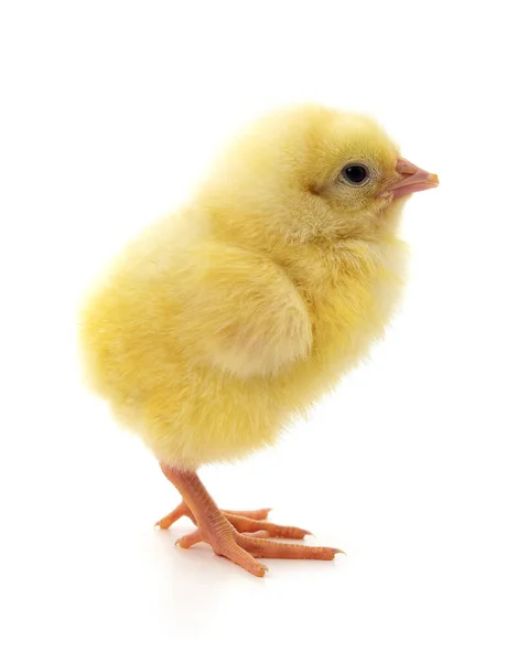 Petit Poulet Jaune Isolé Sur Fond Blanc — Photo