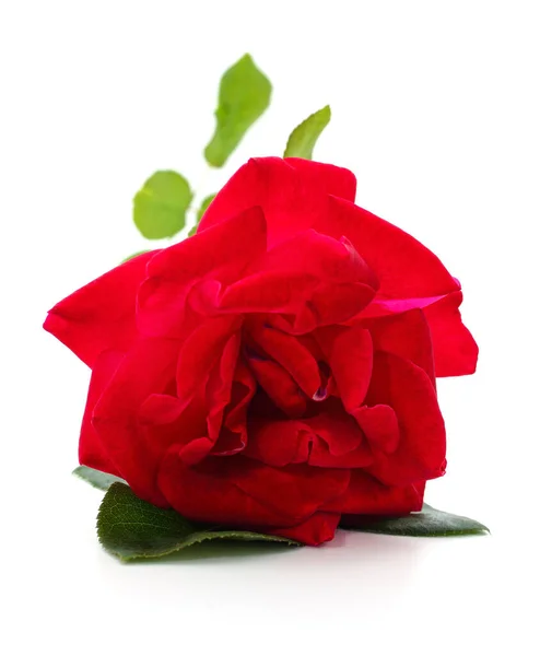 Jedna Červená Růže Izolovaná Bílém Pozadí — Stock fotografie