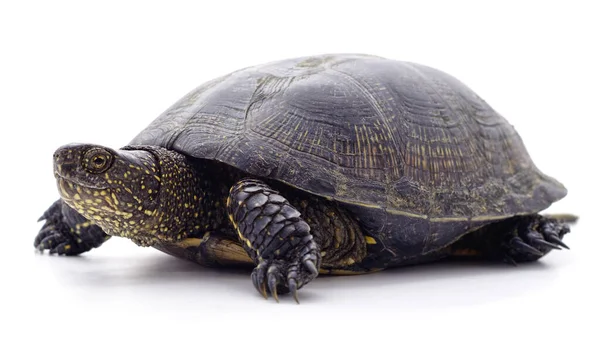 Tortue Noire Sauvage Isolée Sur Fond Blanc — Photo