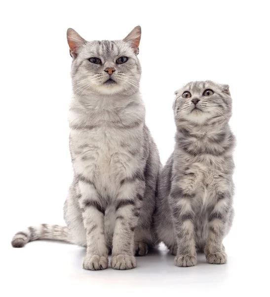 Gato Con Gatito Aislado Sobre Fondo Blanco — Foto de Stock