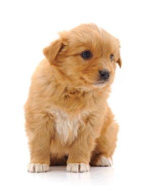 Kahverengi güzel köpek yavrusu beyaz arka planda izole edilmiş..