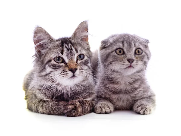 Two Beautiful Cats Isolated White Background — Stock Photo, Image