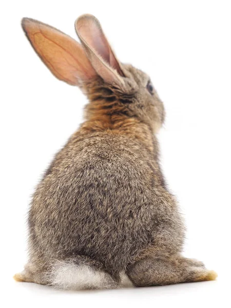 Beyaz Arka Planda Izole Edilmiş Kahverengi Bir Tavşanın Arkası — Stok fotoğraf