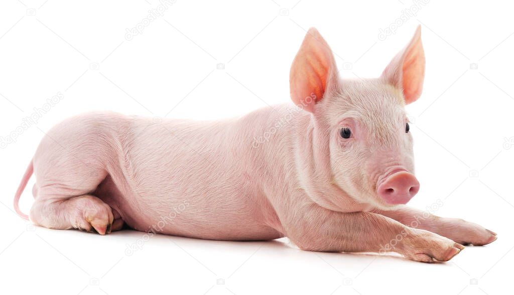 Little pink pig isolated on white background.